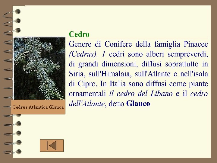 Cedrus Atlantica Glauca Cedrus Atlantica Glauca