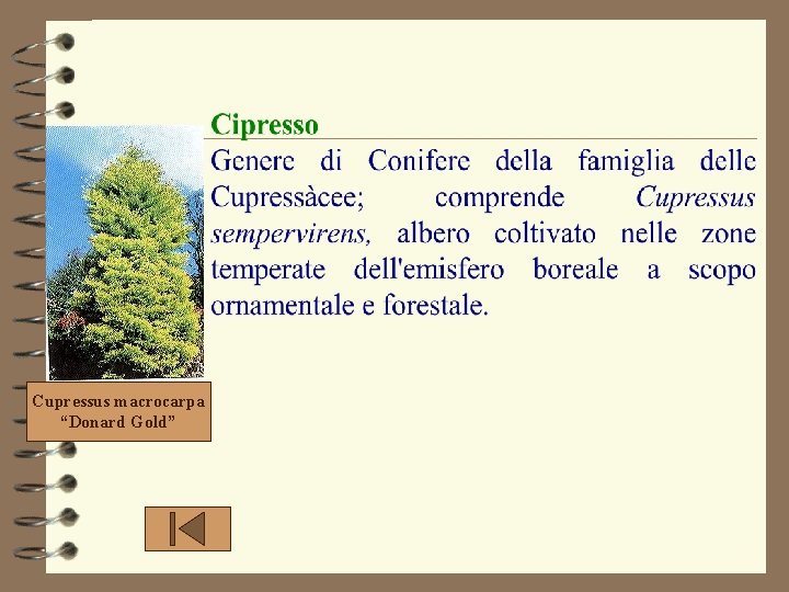 Cupressus macrocarpa “Donard Gold” Cupressus macrocarpa “Donard Gold”