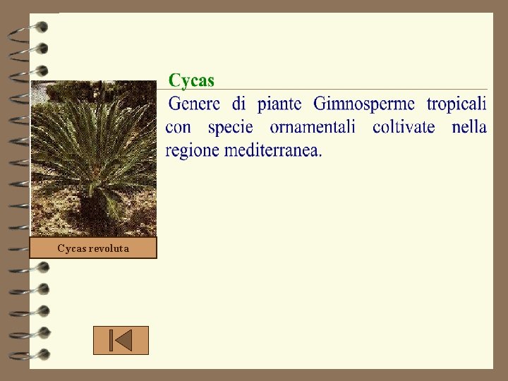 Cycas revoluta 