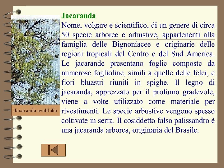 Jacaranda ovalifolia Jacaranda ovalifolia