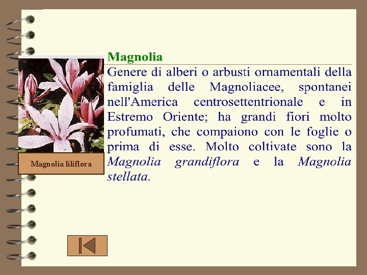 Magnolia liliflora 