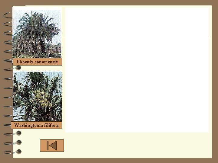 Phoenix canariensis Washingtonia filifera Phoenix canariensis Washingtonia filifera