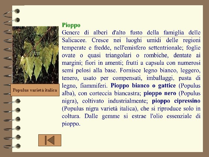 Populus varietà italica Populus varietà italica