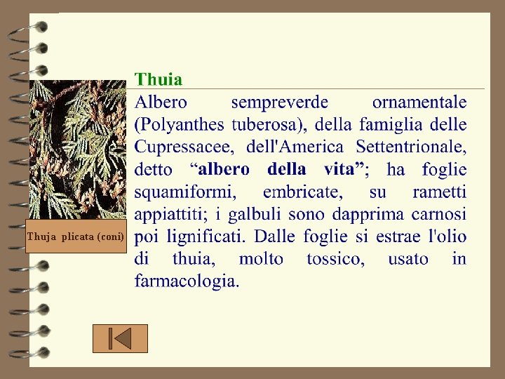 Thuja plicata (coni) 