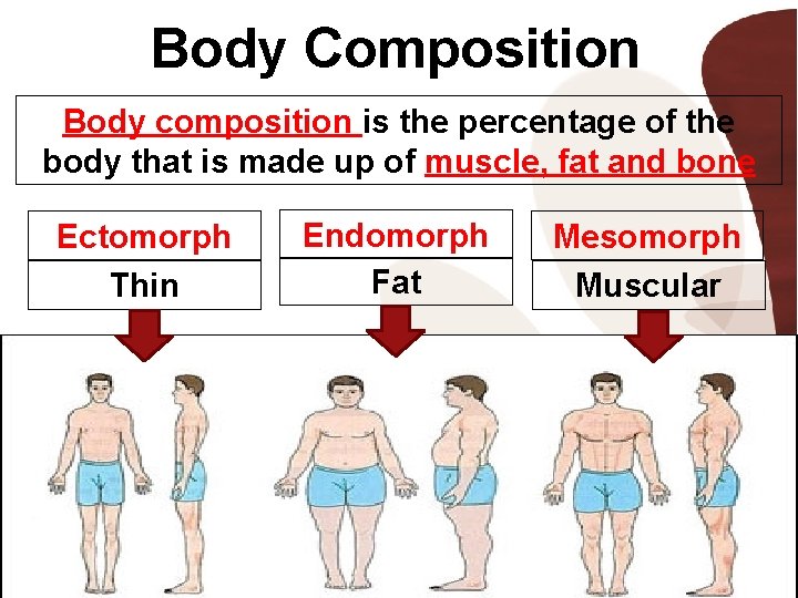 Body Composition Body composition is the percentage of the body that is made up