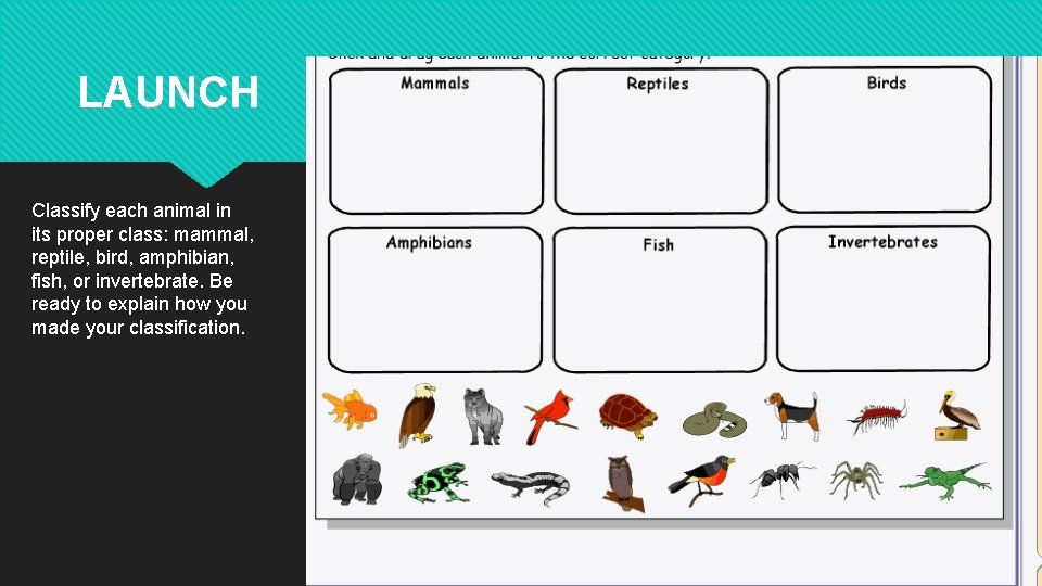 LAUNCH Classify each animal in its proper class: mammal, reptile, bird, amphibian, fish, or