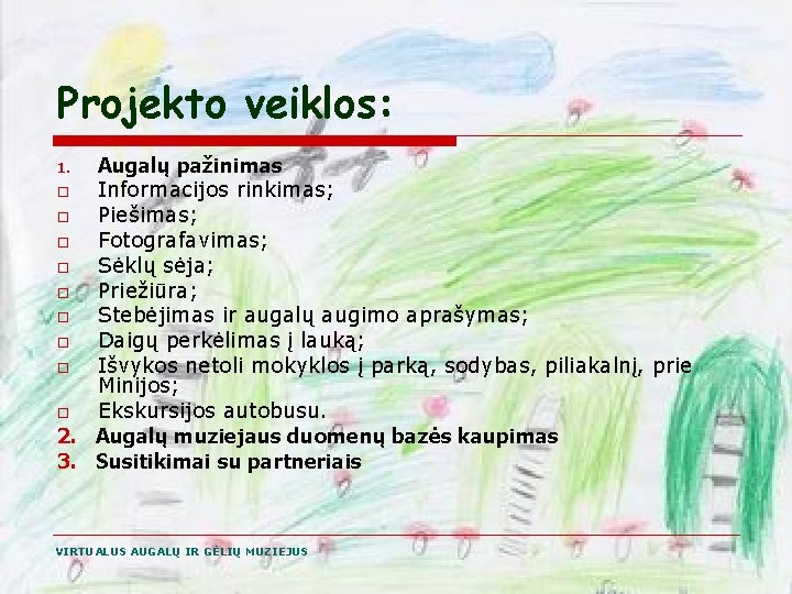 Projekto veiklos: Augalų pažinimas o Informacijos rinkimas; o Piešimas; o Fotografavimas; o Sėklų sėja;