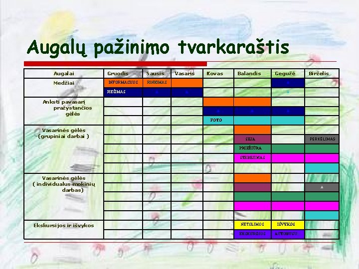 Augalų pažinimo tvarkaraštis Augalai Medžiai Gruodis INFORMACIJOS PIEŠIMAS Anksti pavasarį pražystančios gėlės Vasarinės gėlės