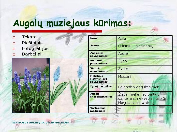 Augalų muziejaus kūrimas: o o o Tekstai Piešiniai Fotografijos Darbeliai Garso įrašai VIRTUALUS AUGALŲ