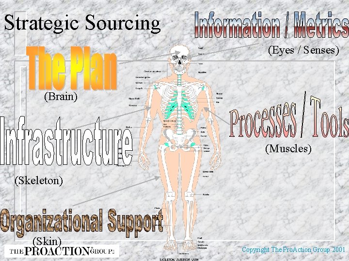 Strategic Sourcing (Eyes / Senses) (Brain) (Muscles) (Skeleton) (Skin) Copyright The Pro. Action Group