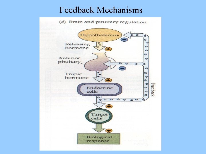 Hormones the Endocrine System I The Effects of