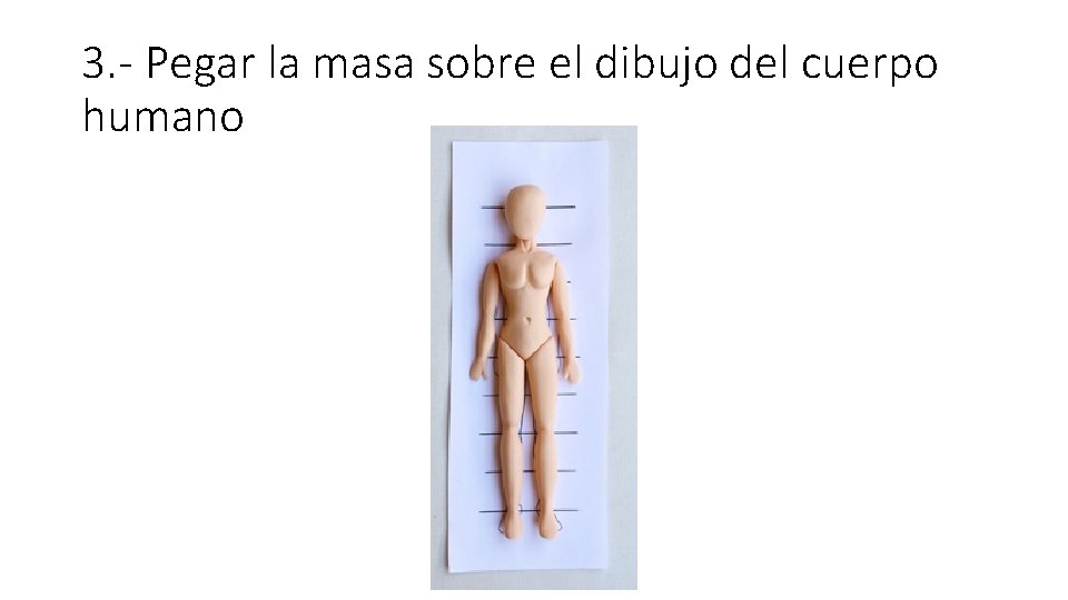 3. - Pegar la masa sobre el dibujo del cuerpo humano 