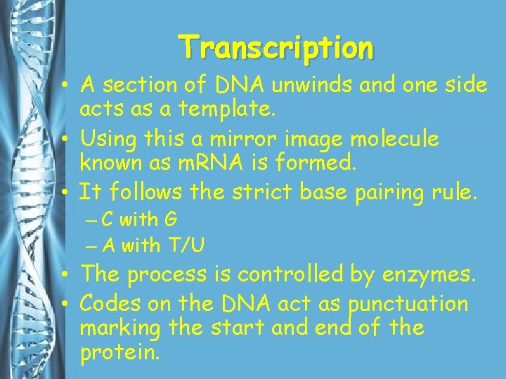 Transcription • A section of DNA unwinds and one side acts as a template.