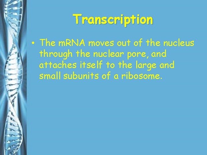 Transcription • The m. RNA moves out of the nucleus through the nuclear pore,