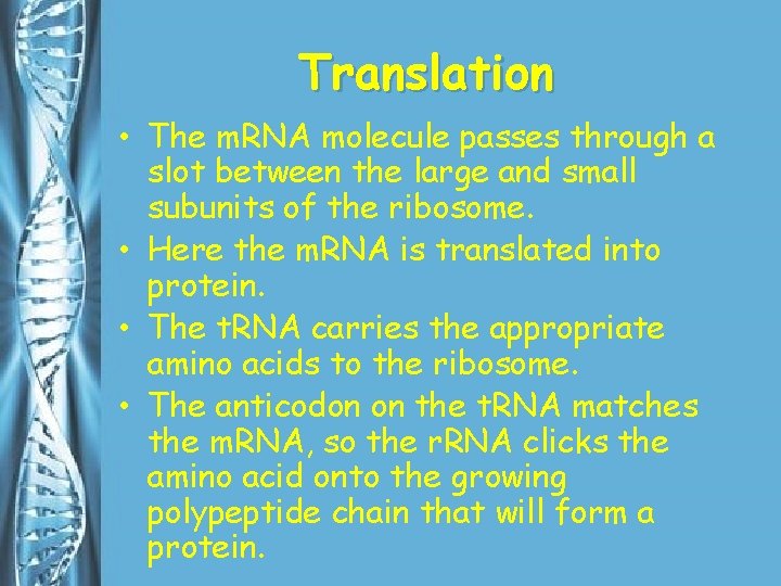 Translation • The m. RNA molecule passes through a slot between the large and