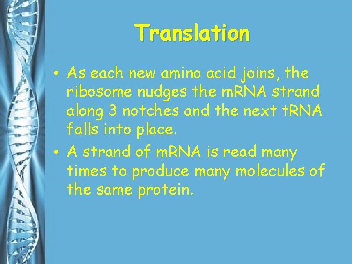 Translation • As each new amino acid joins, the ribosome nudges the m. RNA