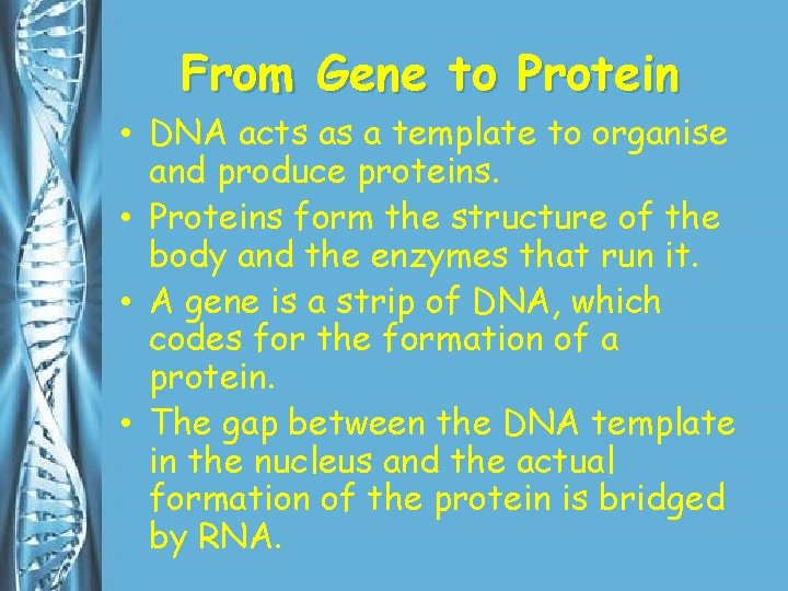 From Gene to Protein • DNA acts as a template to organise and produce