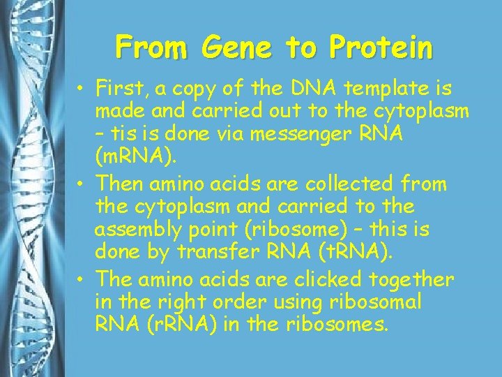 From Gene to Protein • First, a copy of the DNA template is made