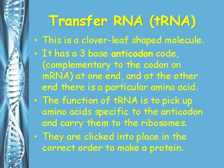 Transfer RNA (t. RNA) • This is a clover-leaf shaped molecule. • It has