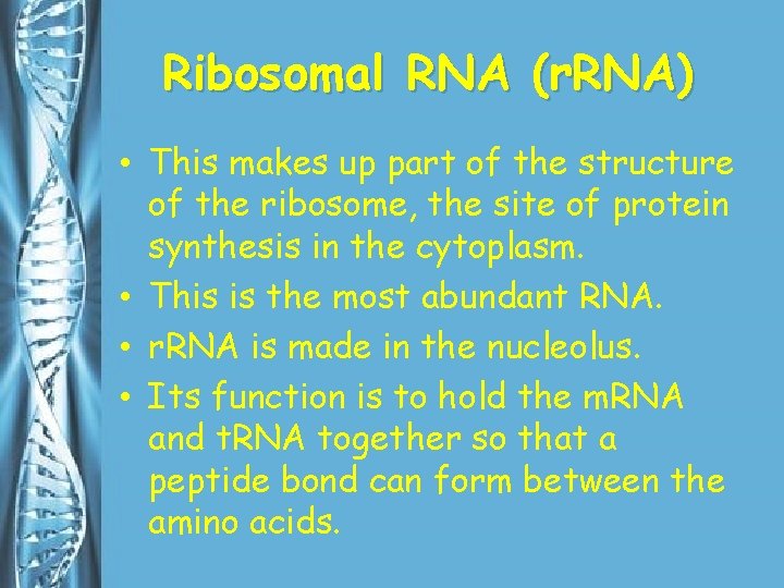 Ribosomal RNA (r. RNA) • This makes up part of the structure of the