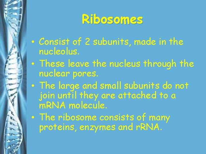 Ribosomes • Consist of 2 subunits, made in the nucleolus. • These leave the