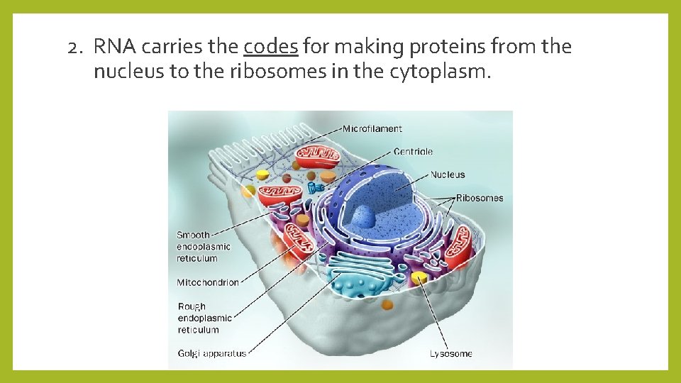 2. RNA carries the codes for making proteins from the nucleus to the ribosomes