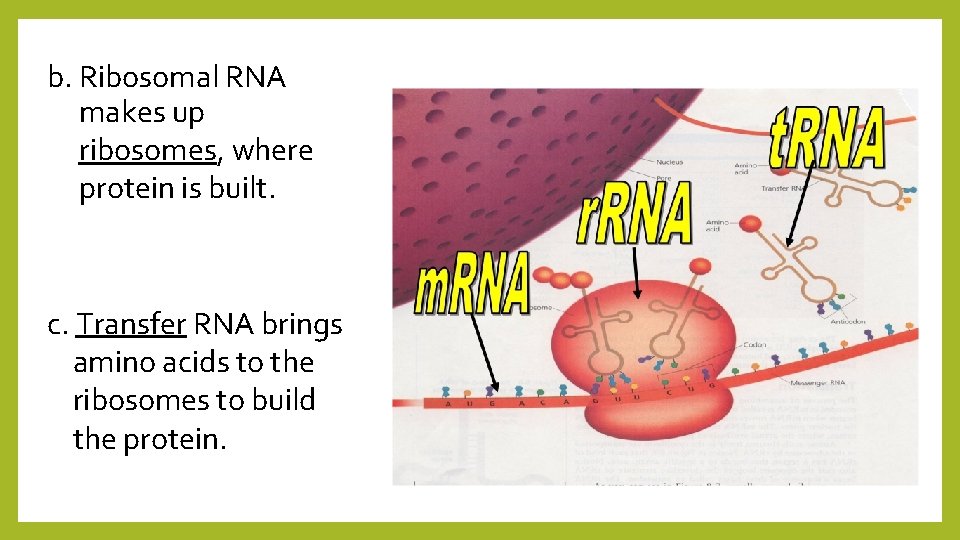 b. Ribosomal RNA makes up ribosomes, where protein is built. c. Transfer RNA brings