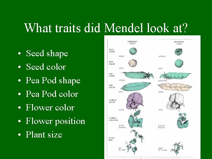 What traits did Mendel look at? • • Seed shape Seed color Pea Pod