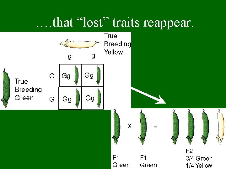 …. that “lost” traits reappear. 