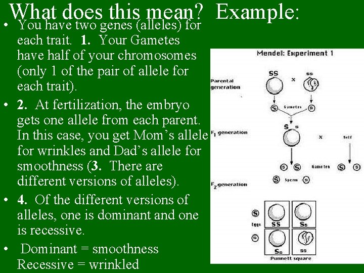 What does this mean? Example: • You have two genes (alleles) for each trait.