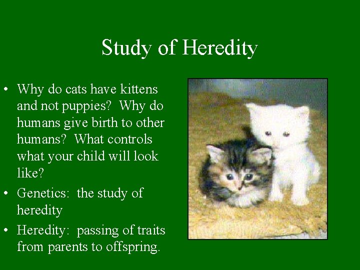 Study of Heredity • Why do cats have kittens and not puppies? Why do
