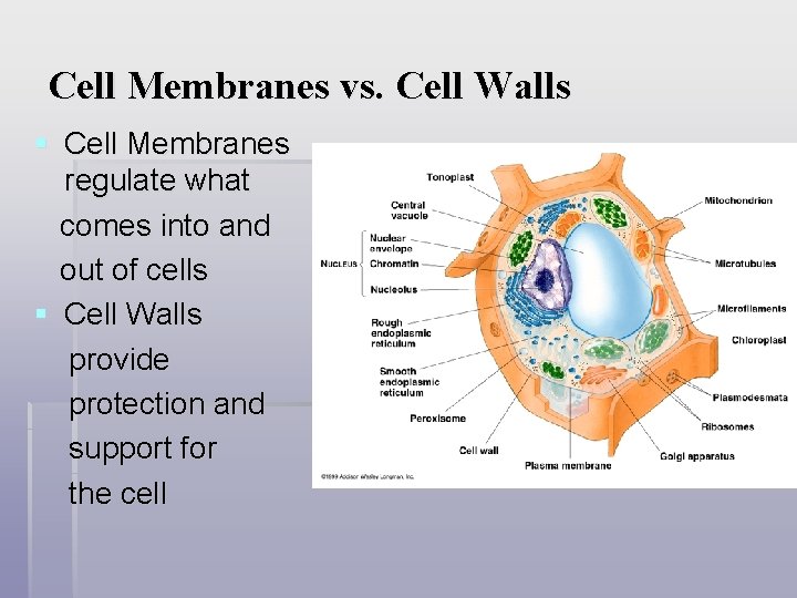 Cell Membranes vs. Cell Walls § Cell Membranes regulate what comes into and out