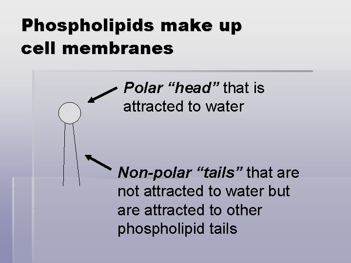 Phospholipids make up cell membranes Polar “head” that is attracted to water Non-polar “tails”