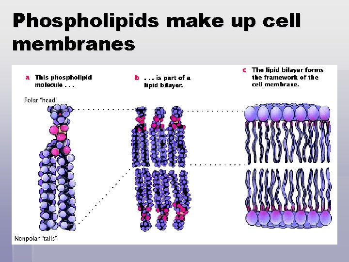 Phospholipids make up cell membranes 