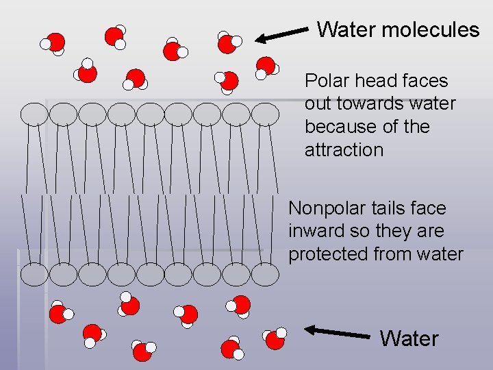 Water molecules Polar head faces out towards water because of the attraction Nonpolar tails