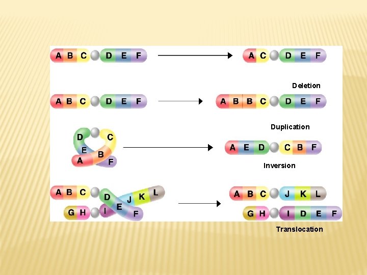 Deletion Duplication Inversion Translocation 