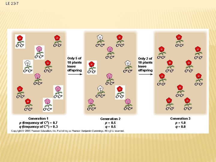 LE 23 -7 CWCW CRCR CRCW Only 5 of 10 plants leave offspring CRCR