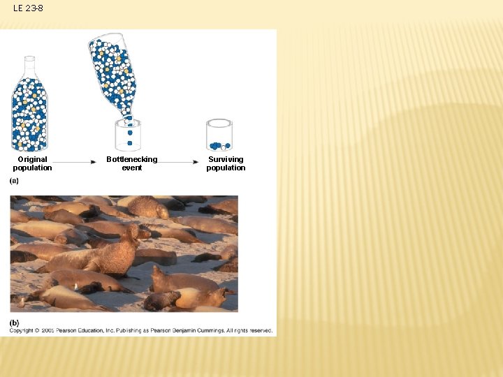LE 23 -8 Original population Bottlenecking event Surviving population 