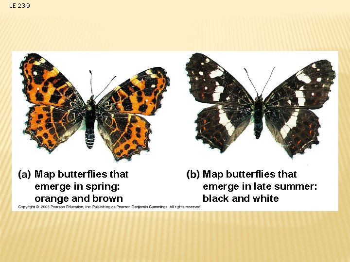 LE 23 -9 Map butterflies that emerge in spring: orange and brown Map butterflies