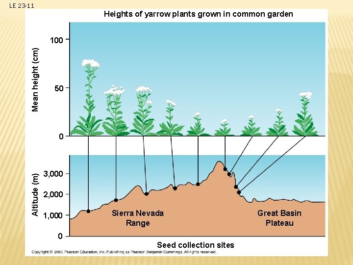 LE 23 -11 Heights of yarrow plants grown in common garden Mean height (cm)