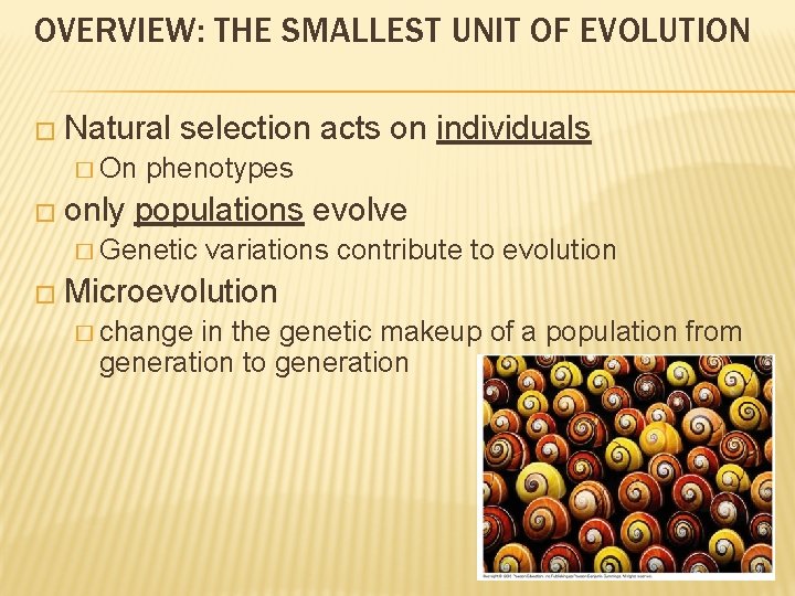 OVERVIEW: THE SMALLEST UNIT OF EVOLUTION � Natural � On � only selection acts