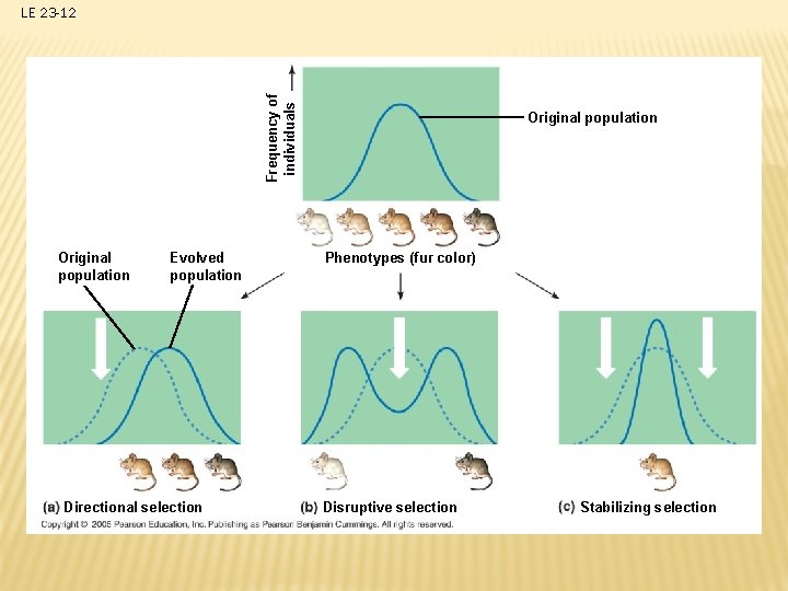 Frequency of individuals LE 23 -12 Original population Evolved population Directional selection Original population