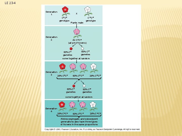 LE 23 -4 Generation 1 X CRCR genotype Generation 2 Plants mate CW CW