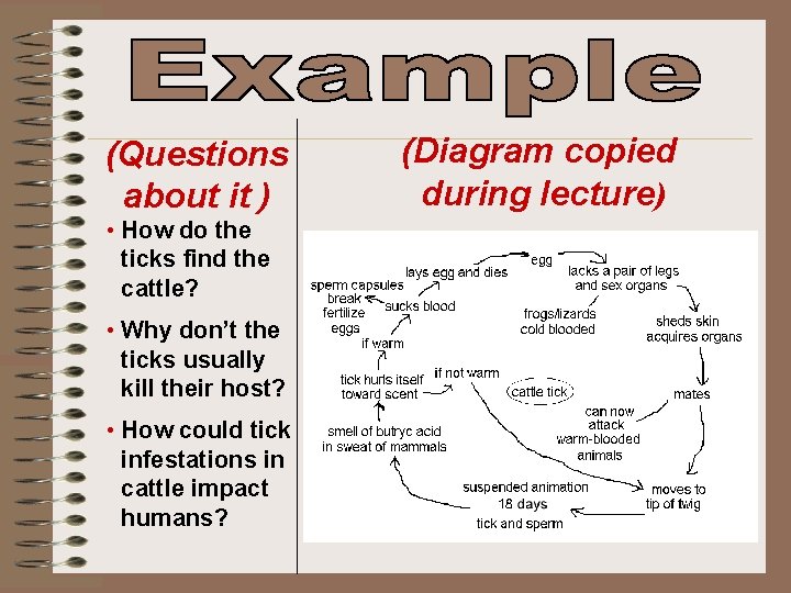 (Questions about it ) • How do the ticks find the cattle? • Why