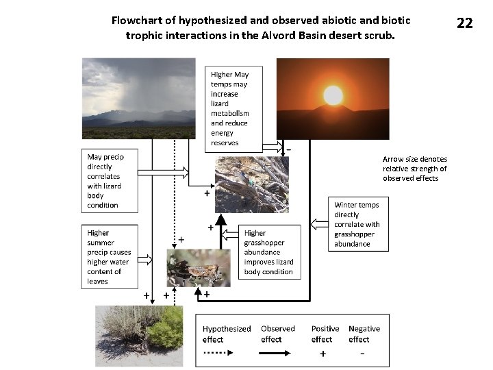Flowchart of hypothesized and observed abiotic and biotic trophic interactions in the Alvord Basin