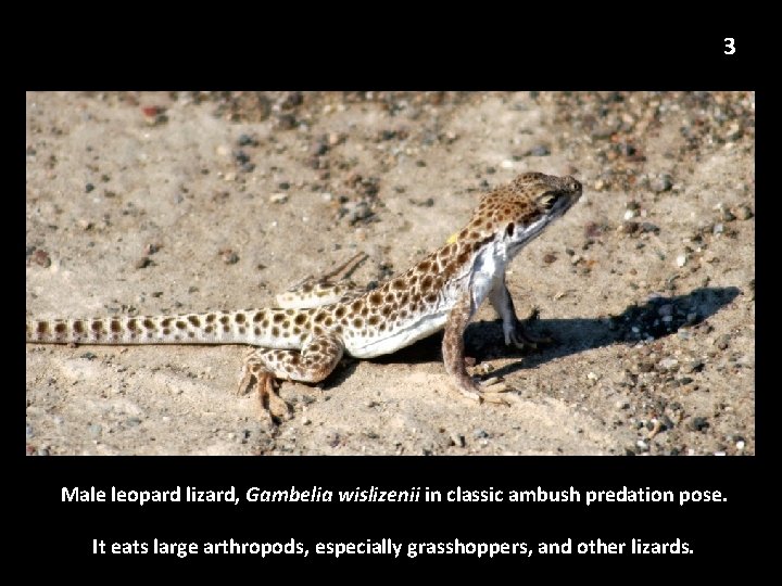 3 Male leopard lizard, Gambelia wislizenii in classic ambush predation pose. It eats large