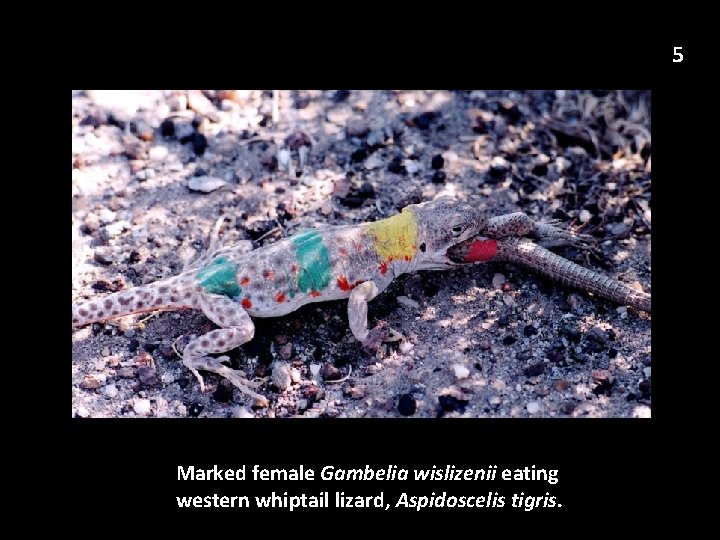 5 Marked female Gambelia wislizenii eating western whiptail lizard, Aspidoscelis tigris. 