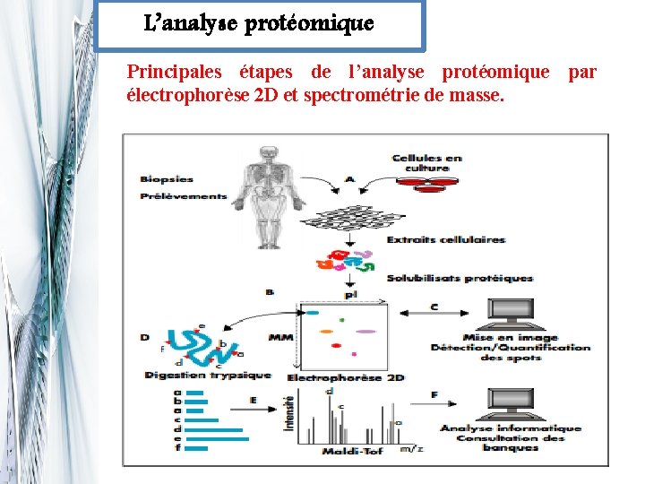 L’analyse protéomique Principales étapes de l’analyse protéomique par électrophorèse 2 D et spectrométrie de