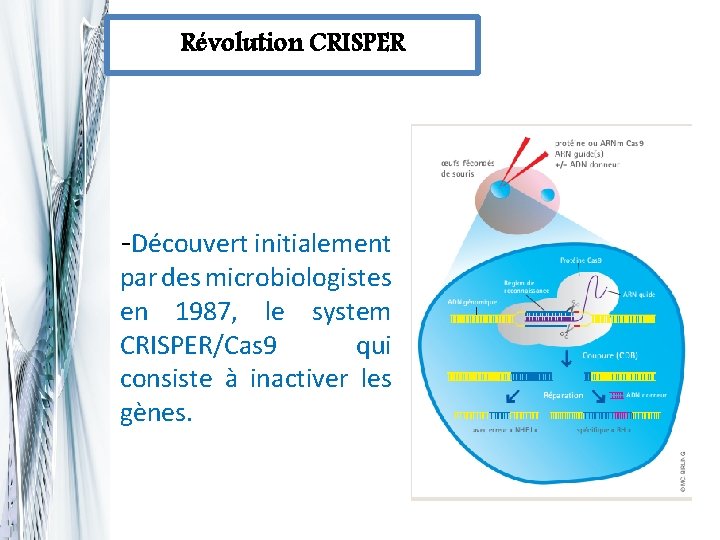 Révolution CRISPER -Découvert initialement par des microbiologistes en 1987, le system CRISPER/Cas 9 qui