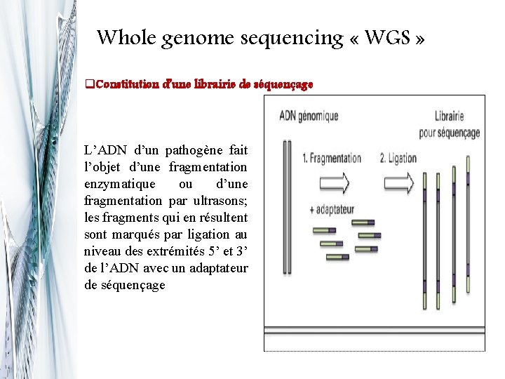 Whole genome sequencing « WGS » q. Constitution d’une librairie de séquençage L’ADN d’un